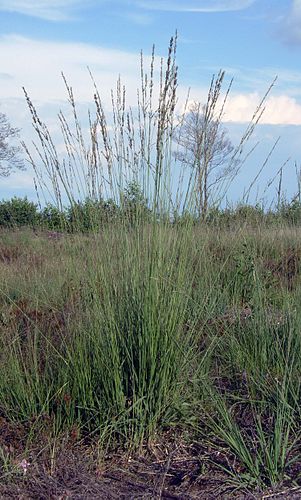 Molinia caerulea